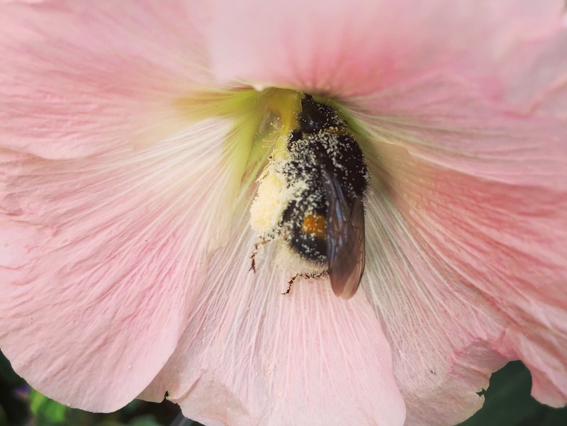 Humla som samlar pollen i blomma